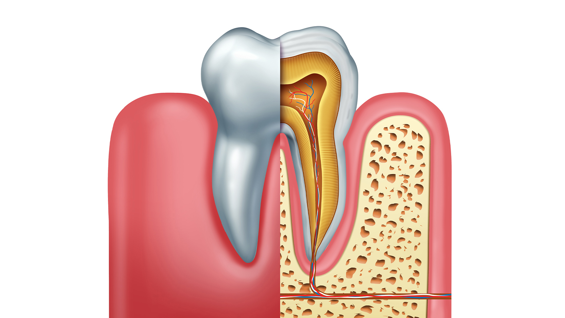 How nerves are connected in tooth